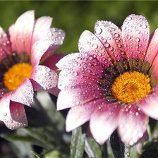 Схема вышивки «цветы»