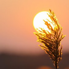 Схема вышивки «Ковыль»