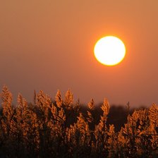 Схема вышивки «Ковыль на закате»