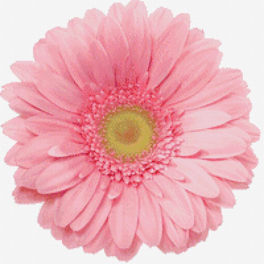 Розовая гербера - розовый цветок, розовая гербера, цветок, гербера - предпросмотр