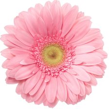 Схема вышивки «Розовая гербера»