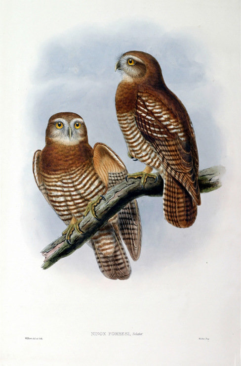 aguiluchos - оригинал