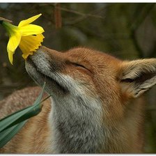 Схема вышивки «Рыжая»