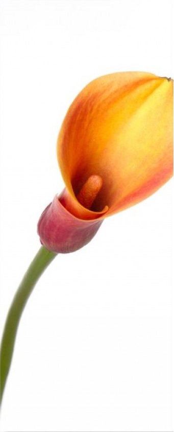 лилии 3 - оригинал