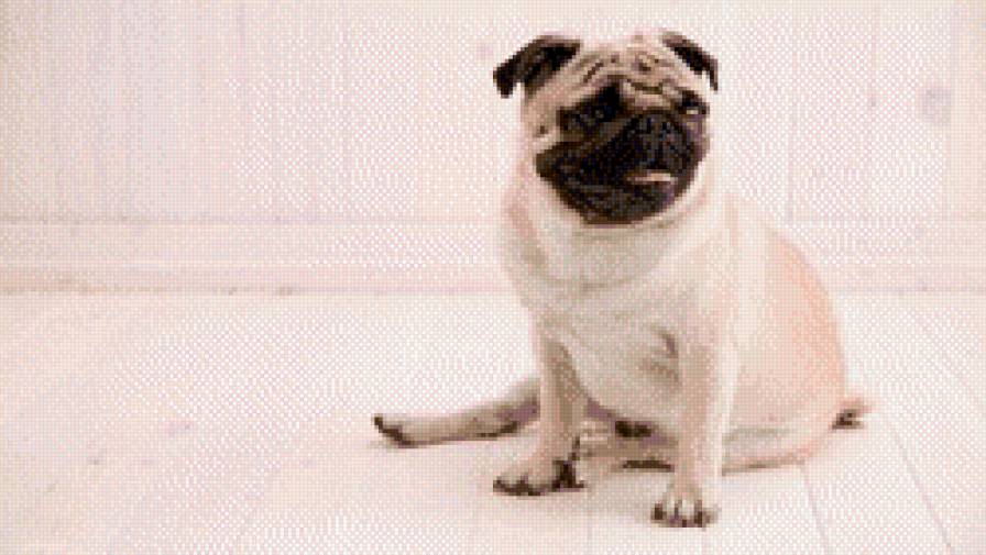 мопс - друг, собака, животное - предпросмотр