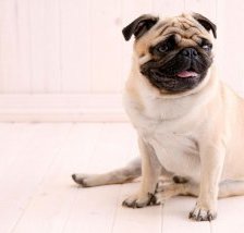 Схема вышивки «мопс»