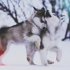 Схема вышивки «хаски малыши»