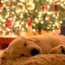 Схема вышивки «Новогодний щеночек»