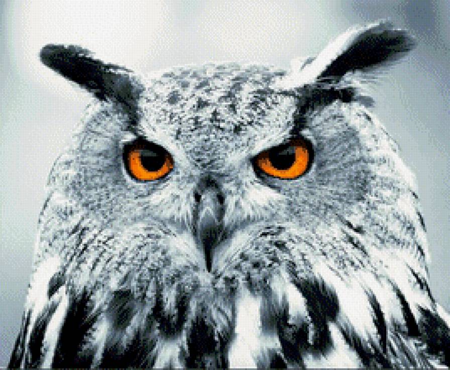 сова - птицы, сова, животные - предпросмотр