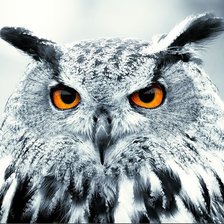 Схема вышивки «сова»