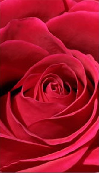 Роза-2 - модульная картина - оригинал