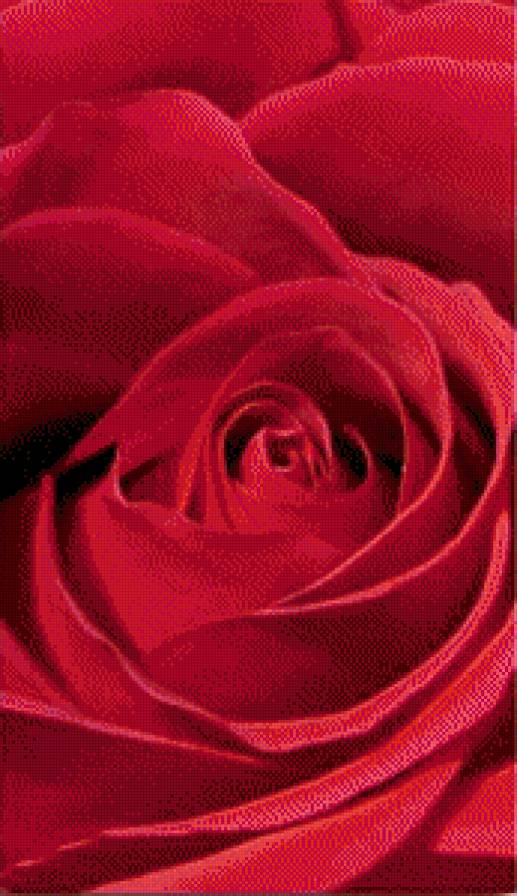 Роза-2 - модульная картина - предпросмотр