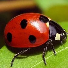 Схема вышивки «божья 1»