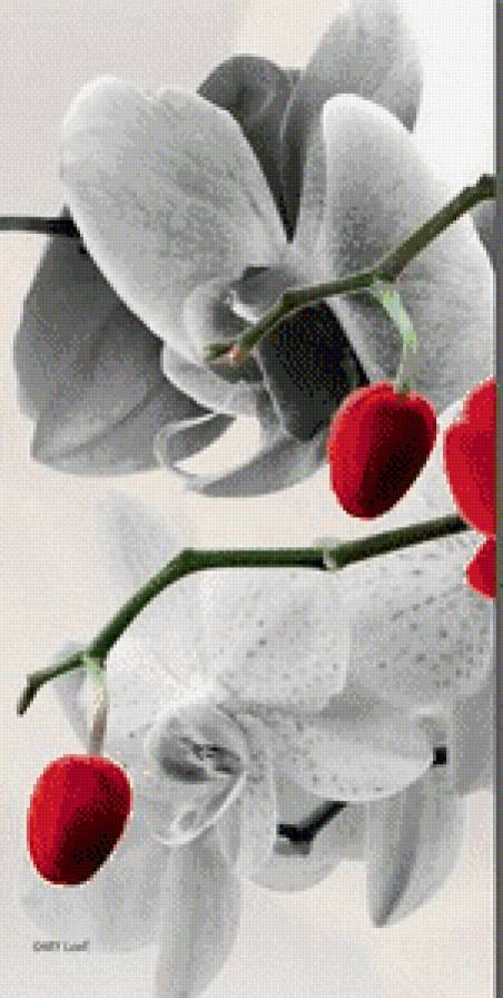 орхидеи часть1 - предпросмотр