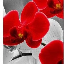 Схема вышивки «орхидеи часть2»