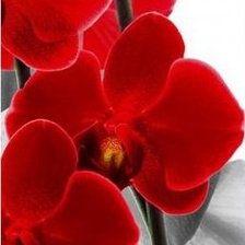 Схема вышивки «орхидеи часть3»