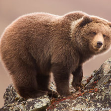 Схема вышивки «медведь»