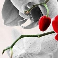 Схема вышивки «орхидеи часть1б»