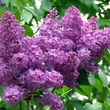 Схема вышивки «№1055820»