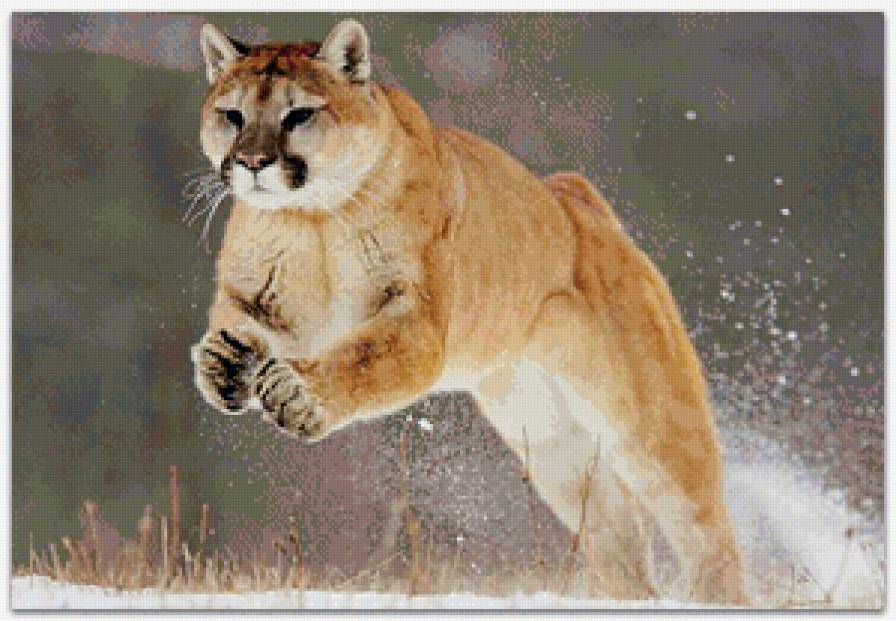 Прыжок пумы - кошка, животные, пума - предпросмотр