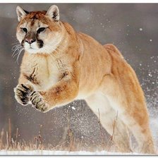 Схема вышивки «Прыжок пумы»