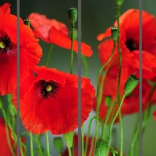 Схема вышивки «маки»