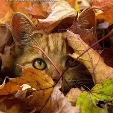 Схема вышивки «№1056416»