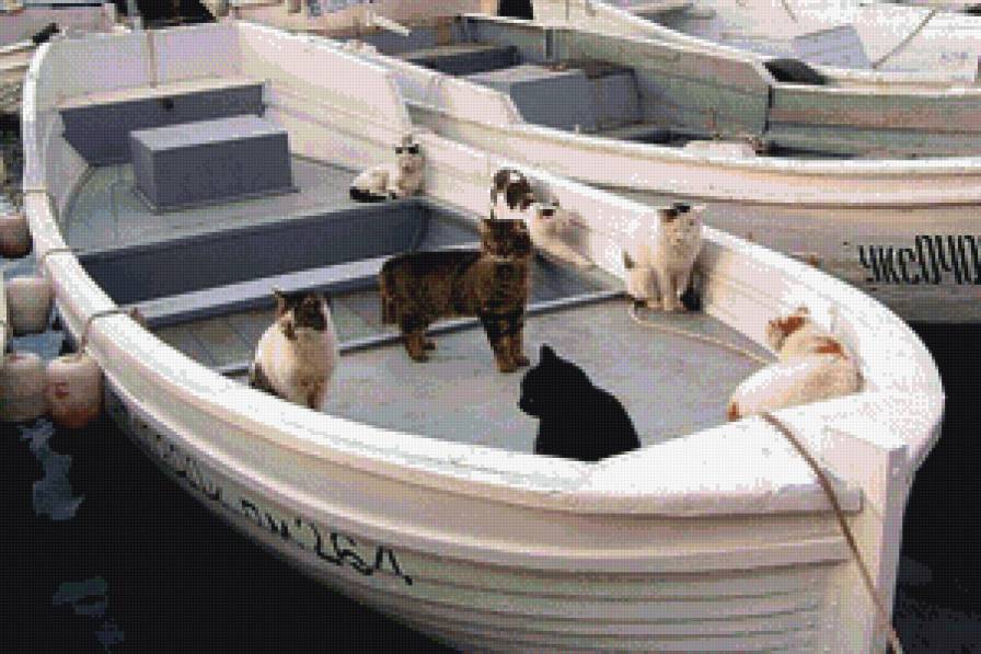 Балаклавские котики - море, коты, лодки - предпросмотр