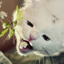 Схема вышивки «Клубничка - это вкусно!»