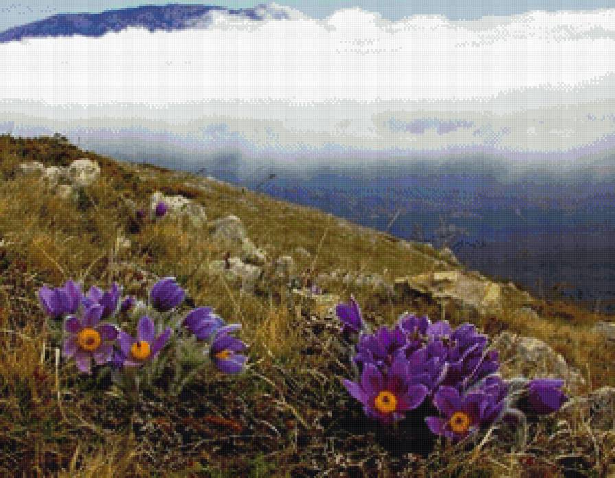Горные цветы - горы, цветы, облака, луга - предпросмотр