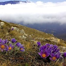 Схема вышивки «Горные цветы»