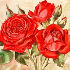 бархатные розы