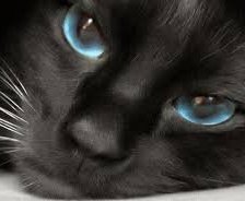 Схема вышивки «Взгляд пумы»