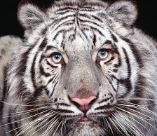 Схема вышивки «Тигр -альбинос»