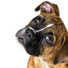 Схема вышивки «боксер»