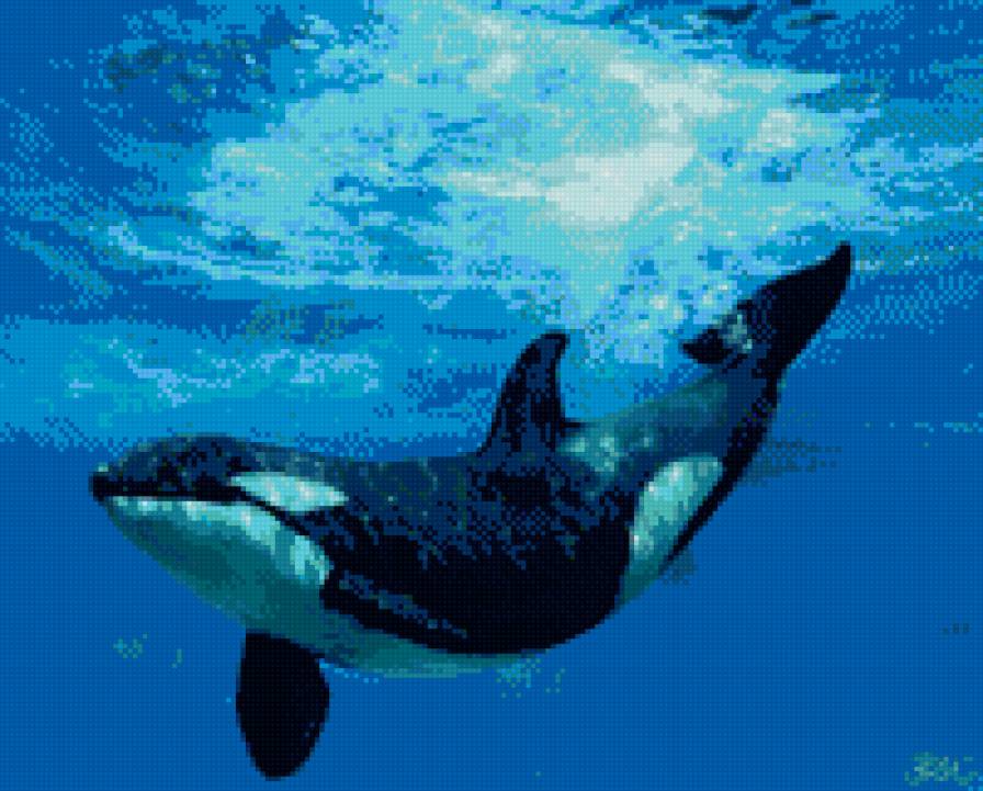 касатка - предпросмотр