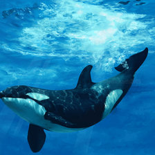 Схема вышивки «касатка»