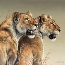 Схема вышивки «львицы»