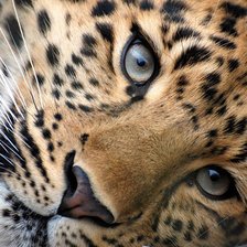 Схема вышивки «леопард»