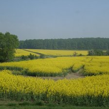 Схема вышивки «Чешское поле»