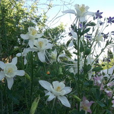 Схема вышивки «аквилегия в саду»
