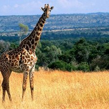 Схема вышивки «жираф»