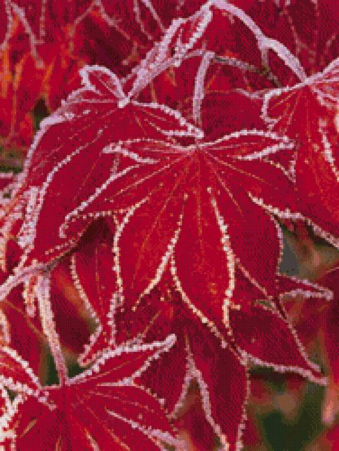 Заморозки - зима, иней, листья - предпросмотр