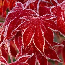 Схема вышивки «Заморозки»