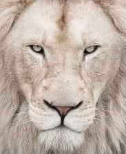 Схема вышивки «№1057787»