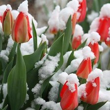 Схема вышивки «№1057793»