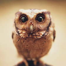 Схема вышивки «Совенок»