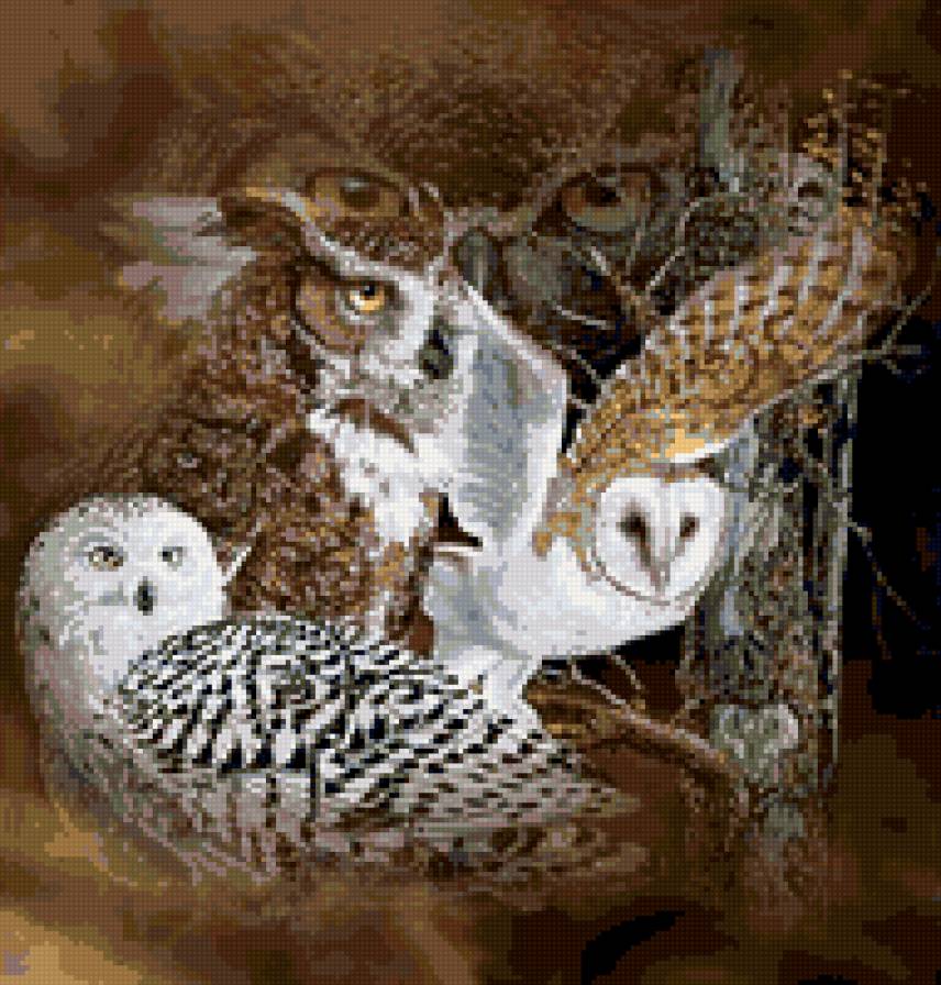 совы - предпросмотр