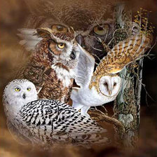 Схема вышивки «совы»