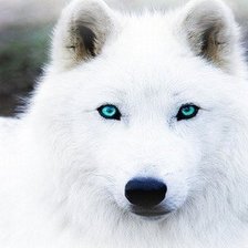 Схема вышивки «Белая волчица»